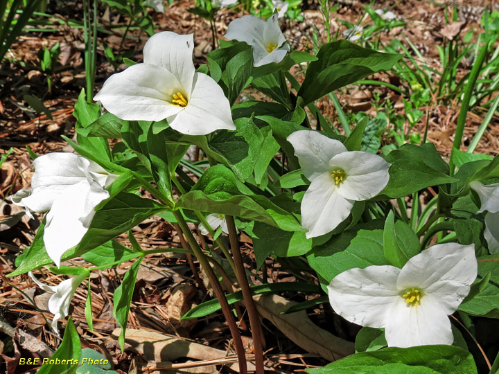 Trilliums