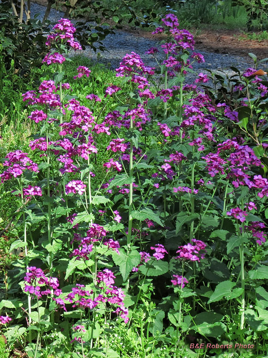 Lunaria