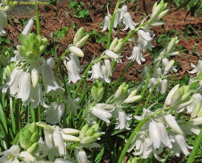 White_Lilies