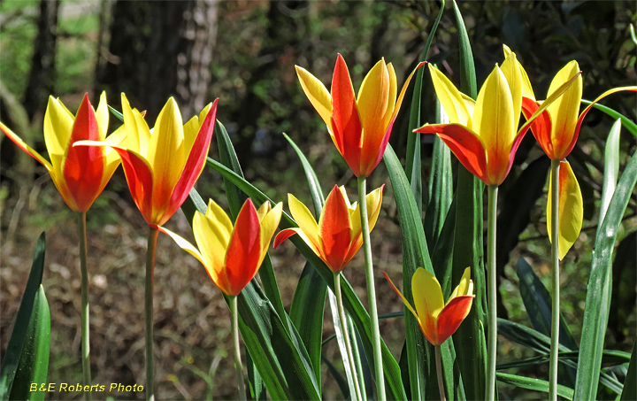 Tulips