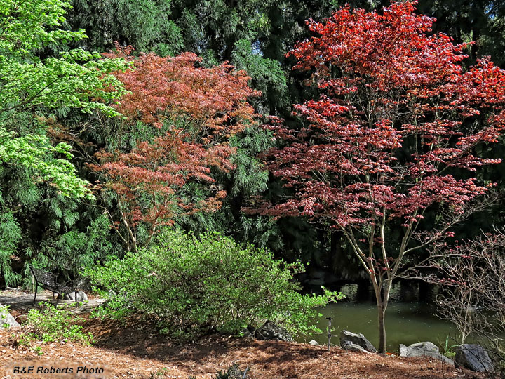 Japanese_maples