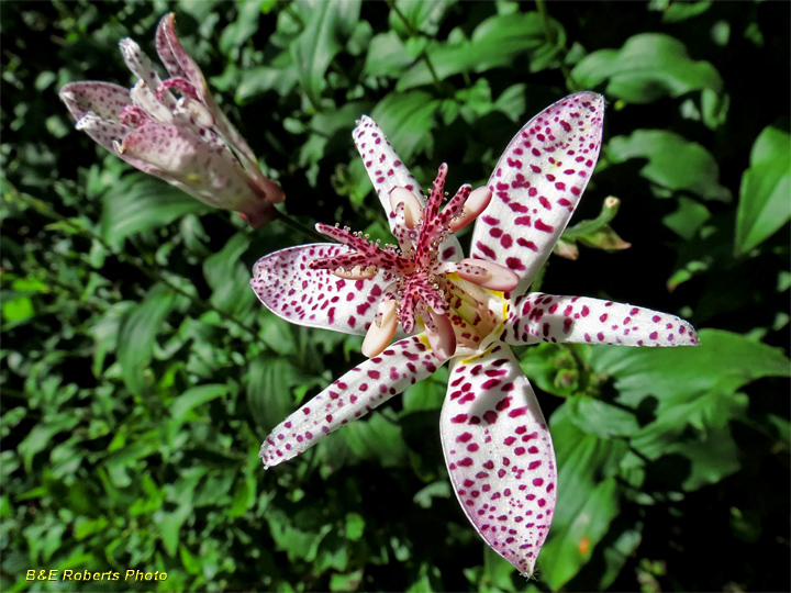 Toad_Lily