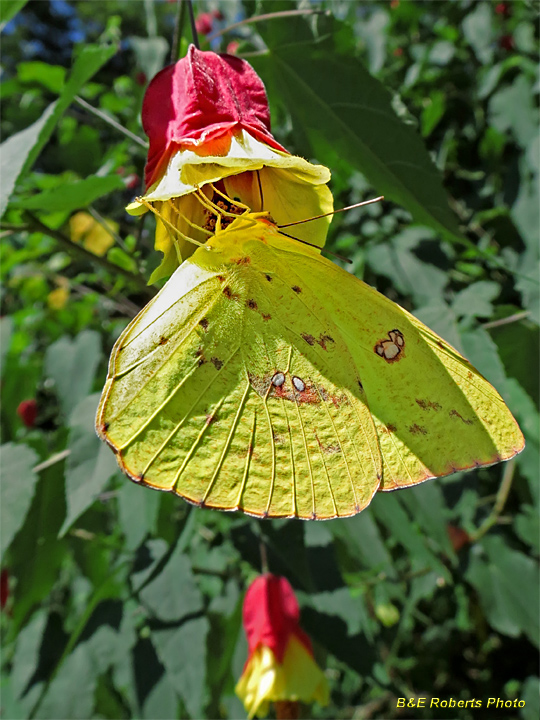 Cloudless_Sulphur_on_Abutilon