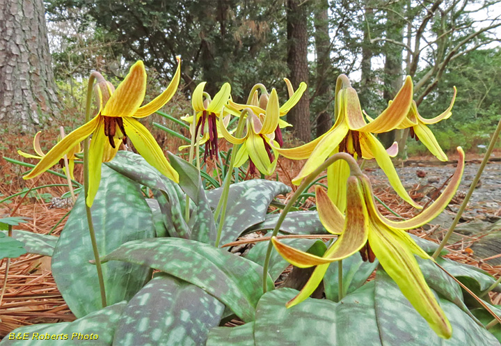 Trout_Lilies