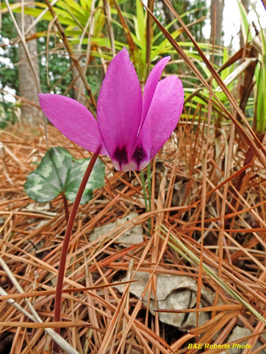 Cyclamen