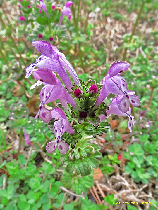 Henbit