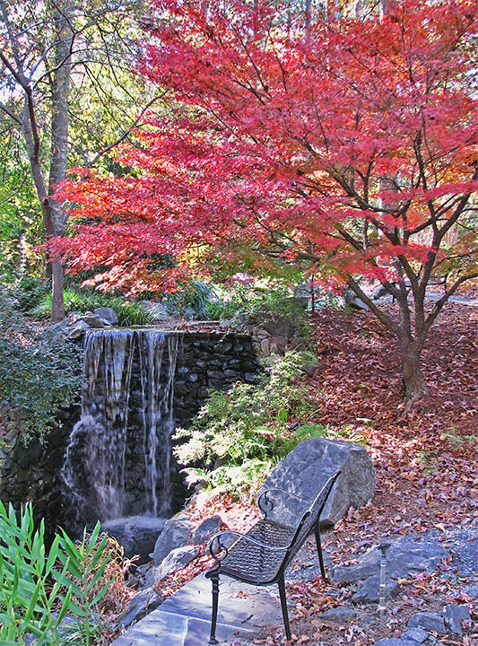 Waterfall-maple