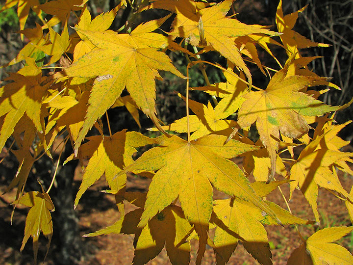 Gold_leaves