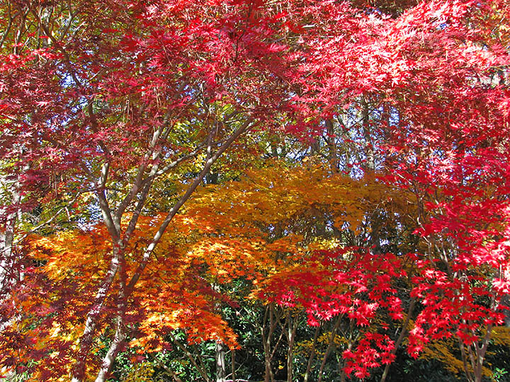 Foliage