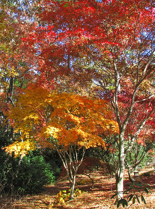 Foliage