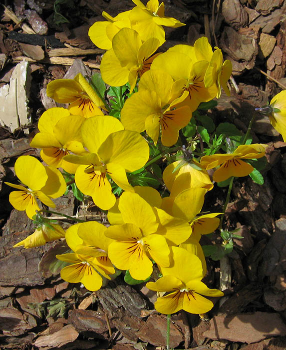 Yellow_flowers