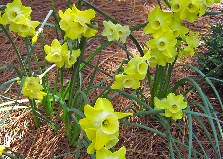 Jonquils