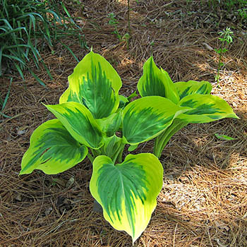 Hosta