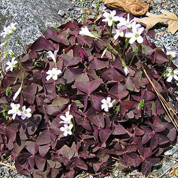 Oxalis