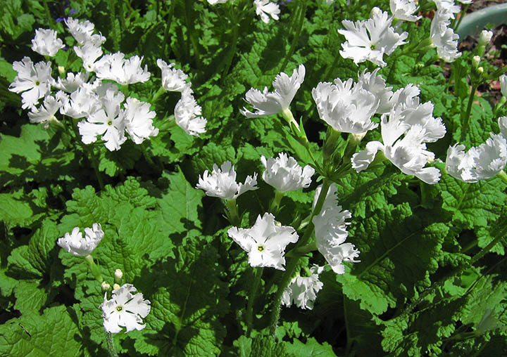 White_flowers