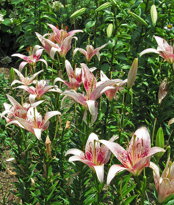 Lilies