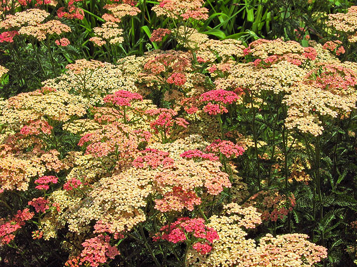 Yarrow