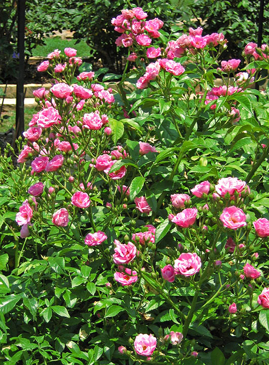 Old-garden_roses