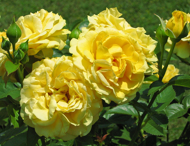 Yellow_roses