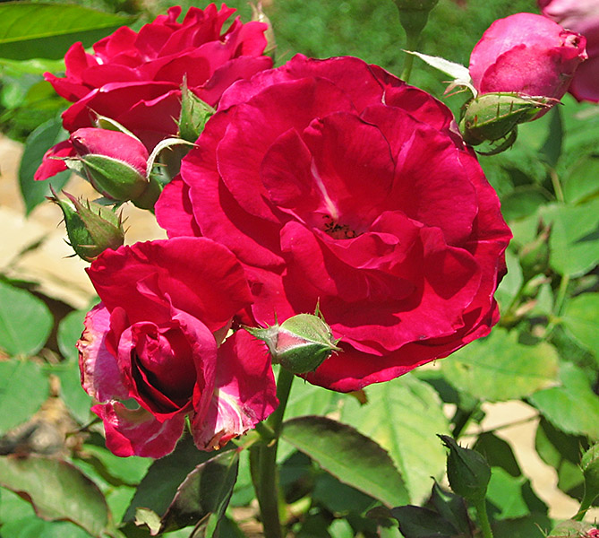 Red_roses