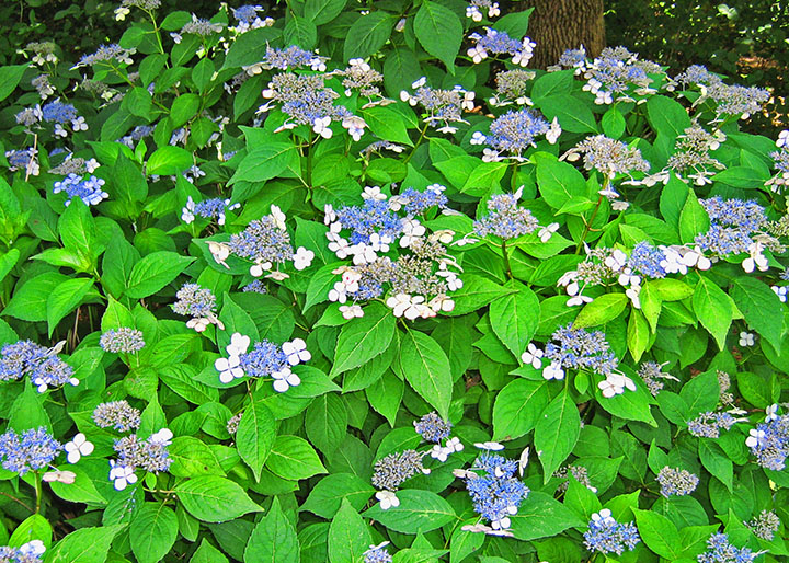 Hydrangeas