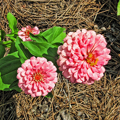 Zinnias