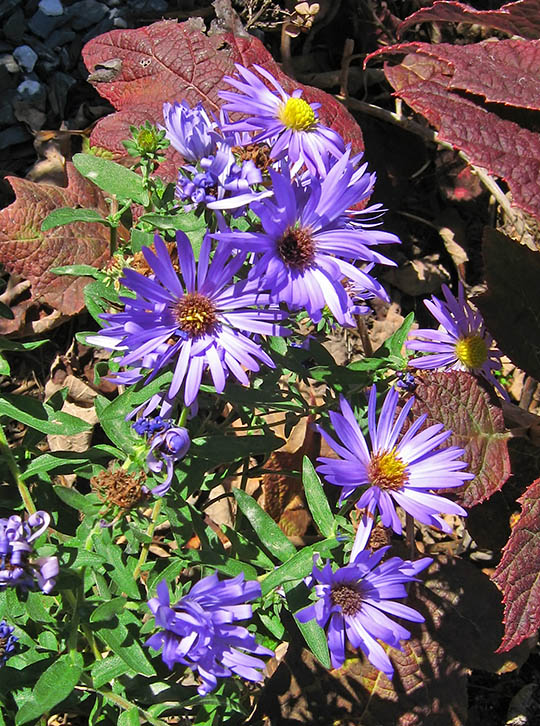 Asters