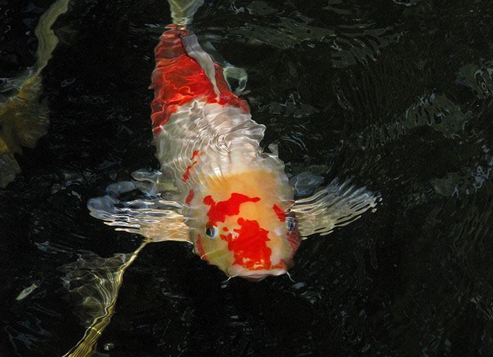 Koi