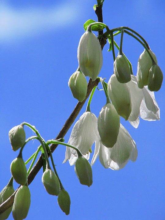 Blooms