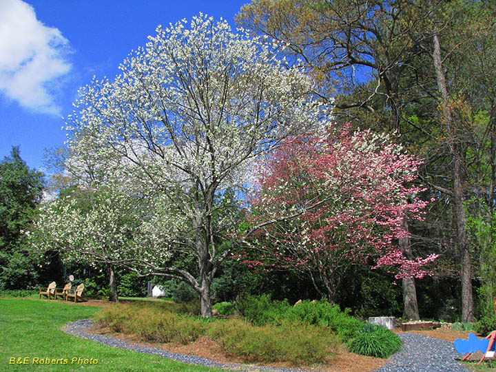 Dogwoods