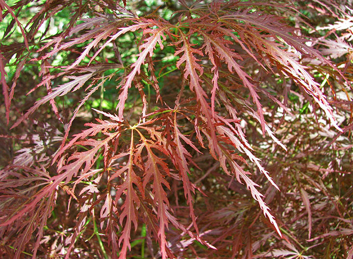 Japanese_maple