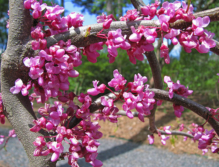 Tree_blooms