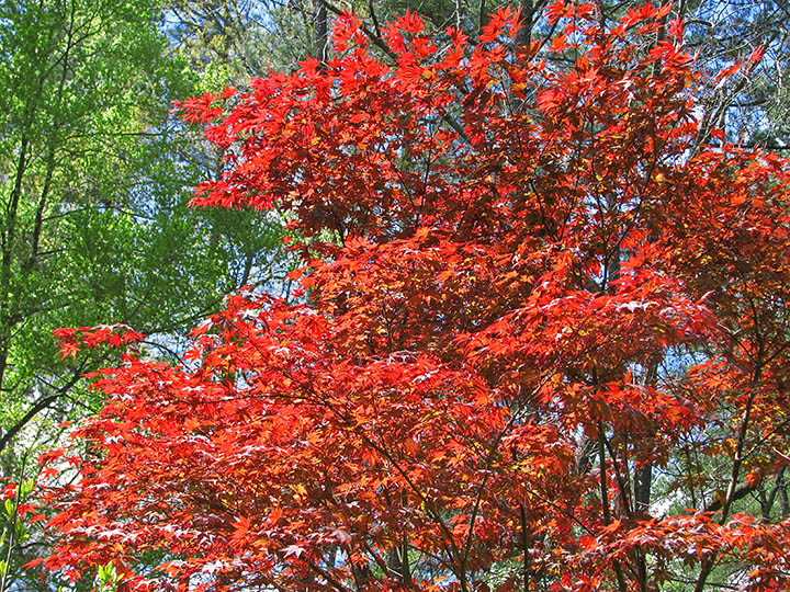 Japanese_maple