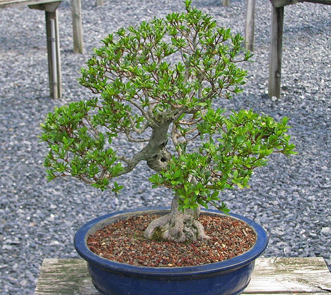 Bonsai