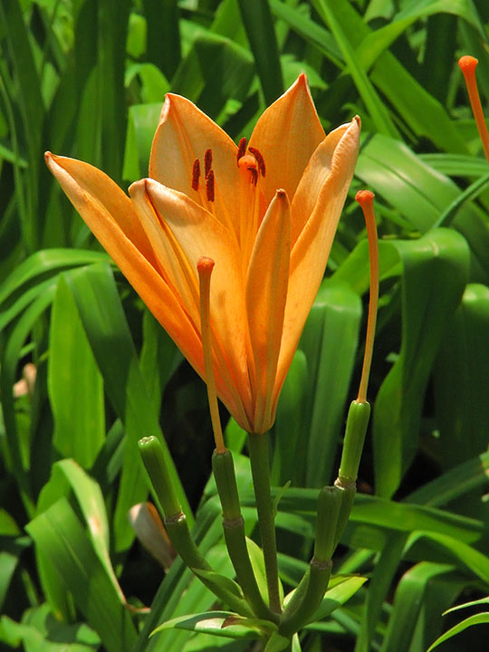 Orange_lily