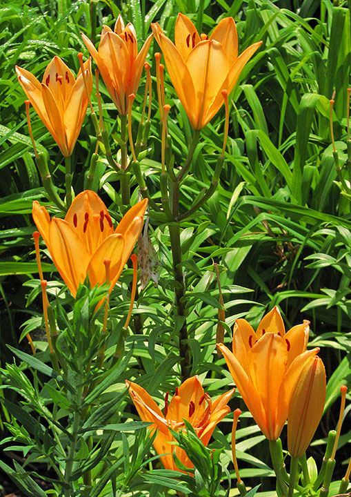 Orange_Lilies