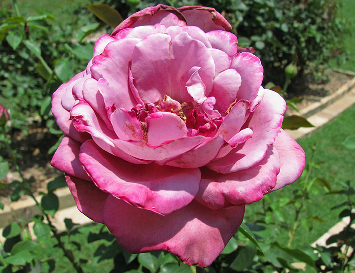 Dk_pink_rose