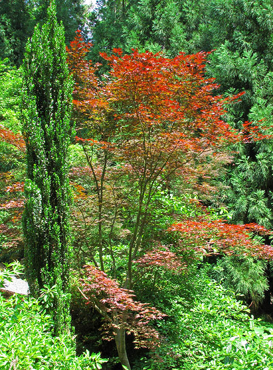 Japanese_Maple