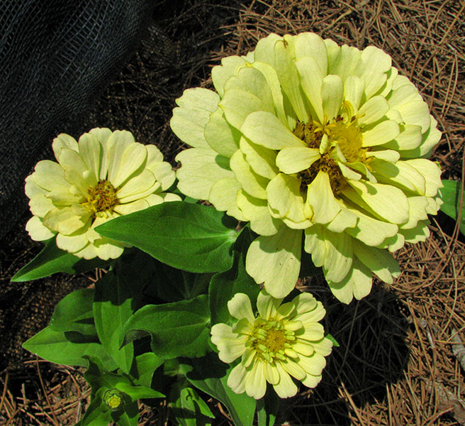 Zinnias