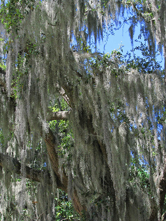 Spanish_moss