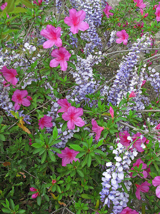 Azalea_wisteria