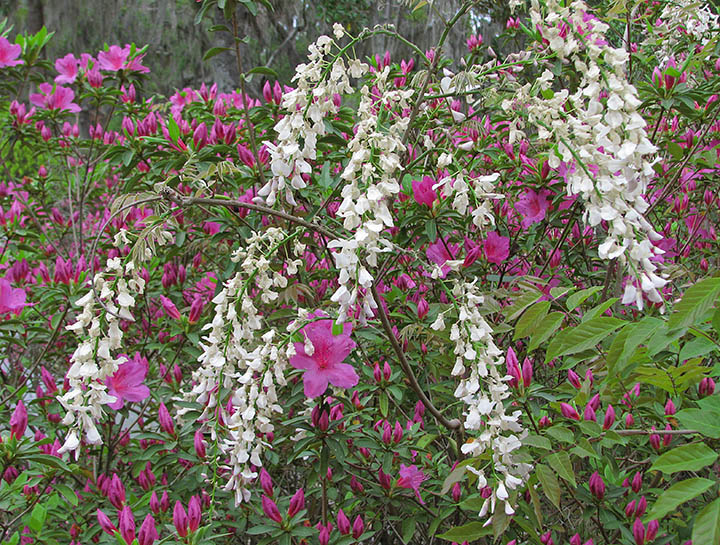 Wisteria_azaleas