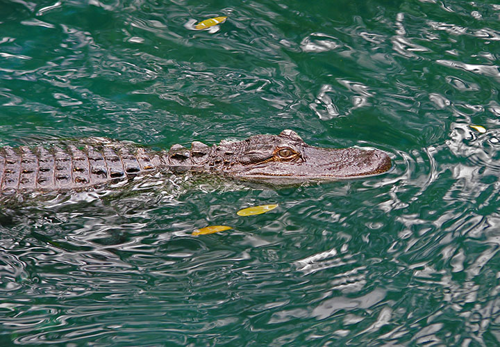 Gator