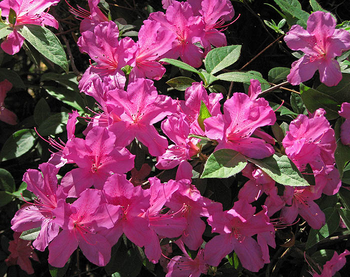 Azaleas