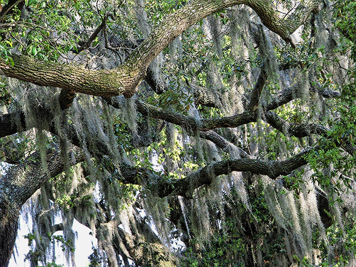 Spanish_moss