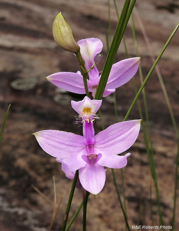 Grass_Pink