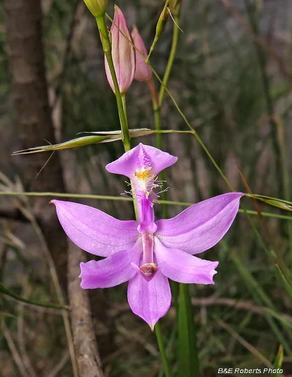 Grass_Pink