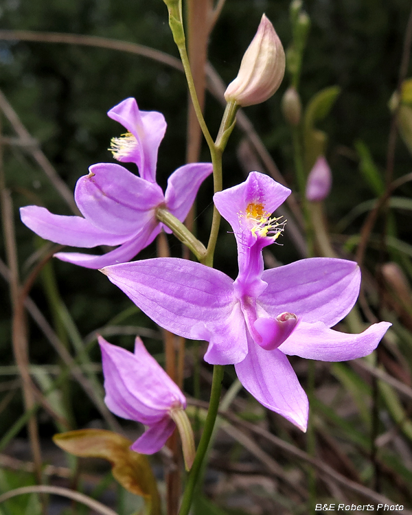 Grass_Pink