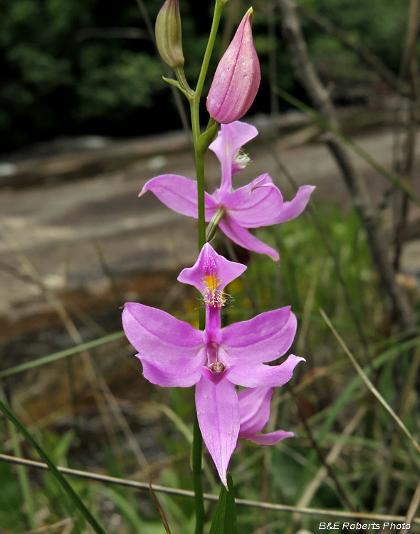 Grass_Pink