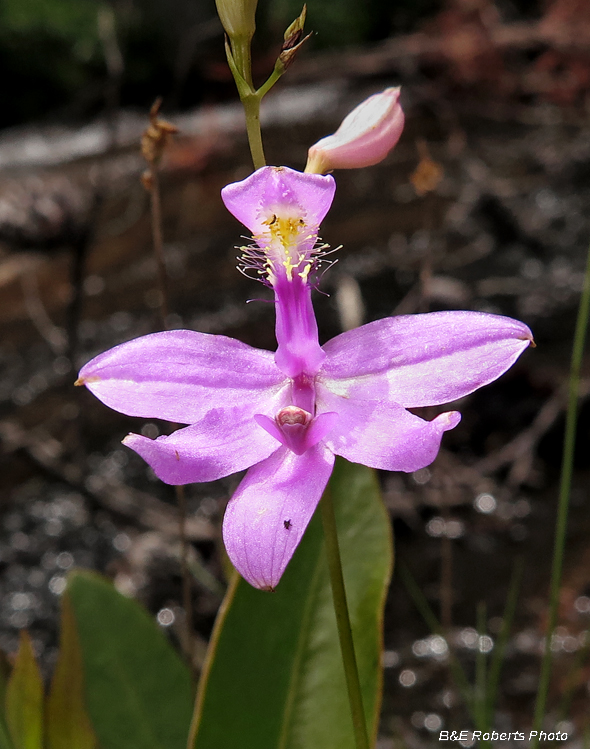 Grass_Pink